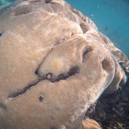 Lesser Valley Coral, photo 2