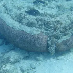 Lesser Valley Coral, photo 3