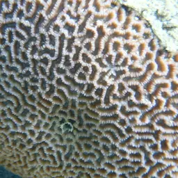 Lesser Valley Coral, photo 4