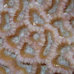 Lesser Valley Coral, photo 5