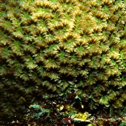 Lesser Valley Coral, photo 6