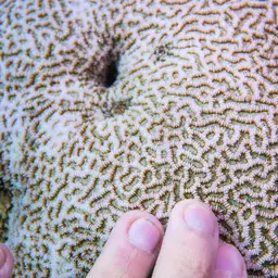 Lesser Valley Coral, photo 7