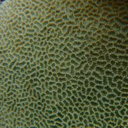 Lesser Valley Coral, photo 8
