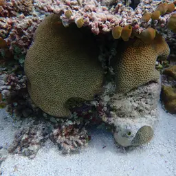 Lesser Valley Coral, photo 9