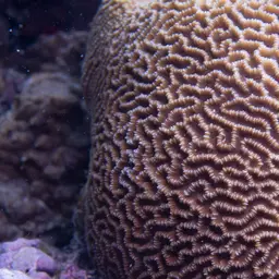 Lesser Valley Coral, photo 10