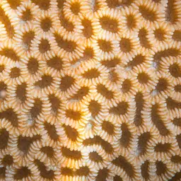 Lesser Valley Coral, photo 11
