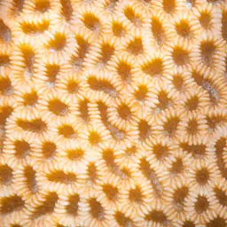 Lesser Valley Coral, photo 12
