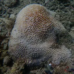 Brain Coral, photo 2