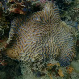 Brain Coral, photo 3