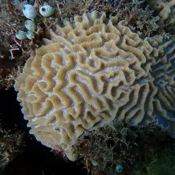 Brain Coral, photo 1