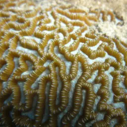 Brain Coral, photo 4