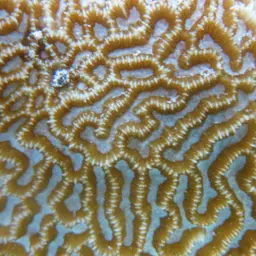 Brain Coral, photo 5
