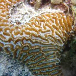 Brain Coral, photo 6
