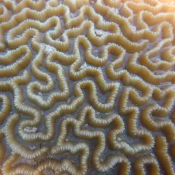 Brain Coral, photo 7