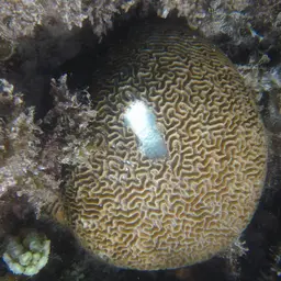 Brain Coral, photo 8