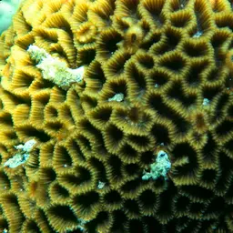 Lesser Valley Coral, photo 1