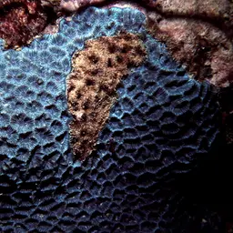 Lesser Valley Coral, photo 2