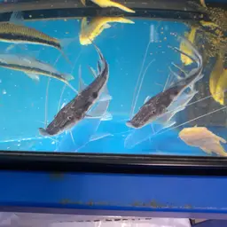 Sturgeon Catfish, photo 2