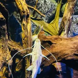 Sturgeon Catfish, photo 1