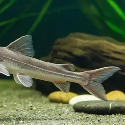 Sturgeon Catfish, photo 3