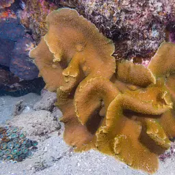 leaf mushroom anemone