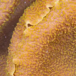 leaf mushroom anemone, photo 2