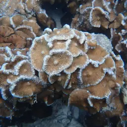 leaf mushroom anemone, photo 3