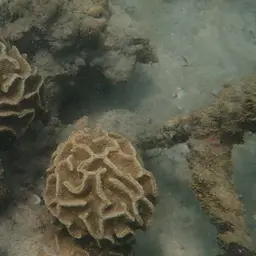 leaf mushroom anemone, photo 4
