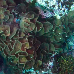 leaf mushroom anemone, photo 5
