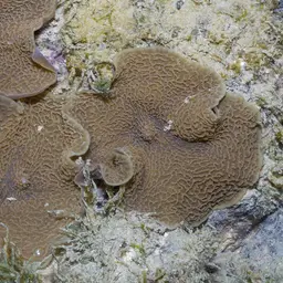 leaf mushroom anemone, photo 6