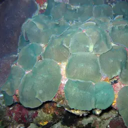 leaf mushroom anemone, photo 7