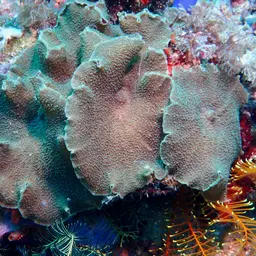 leaf mushroom anemone, photo 8