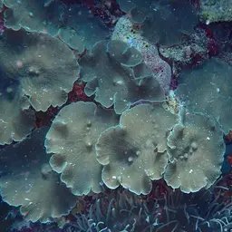 leaf mushroom anemone, photo 9