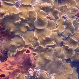 leaf mushroom anemone, photo 10