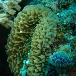 leaf mushroom anemone, photo 11