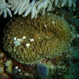 leaf mushroom anemone, photo 12