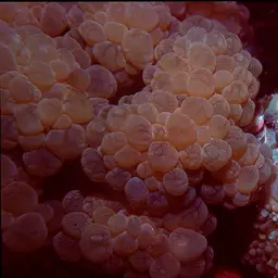 Rounded Bubblegum Coral, photo 2