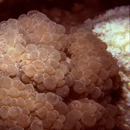 Rounded Bubblegum Coral, photo 3