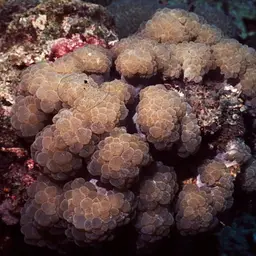 Rounded Bubblegum Coral, photo 1