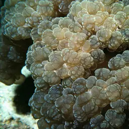 Rounded Bubblegum Coral, photo 4
