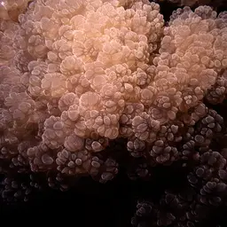 Rounded Bubblegum Coral, photo 5