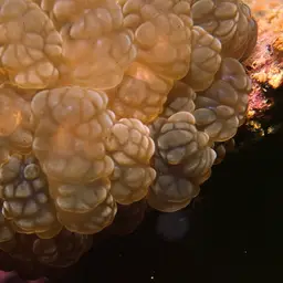 Rounded Bubblegum Coral, photo 6