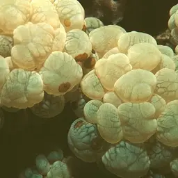 Rounded Bubblegum Coral, photo 7