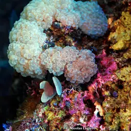 Rounded Bubblegum Coral, photo 8