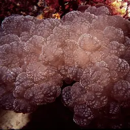 Rounded Bubblegum Coral, photo 9