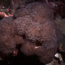 Rounded Bubblegum Coral, photo 10