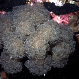 Rounded Bubblegum Coral, photo 11