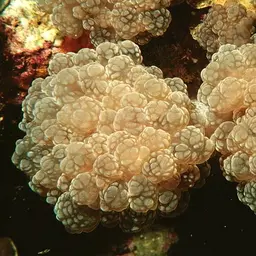 Rounded Bubblegum Coral, photo 12