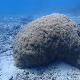 Rounded Bubblegum Coral, photo 1