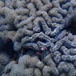Rounded Bubblegum Coral, photo 2
